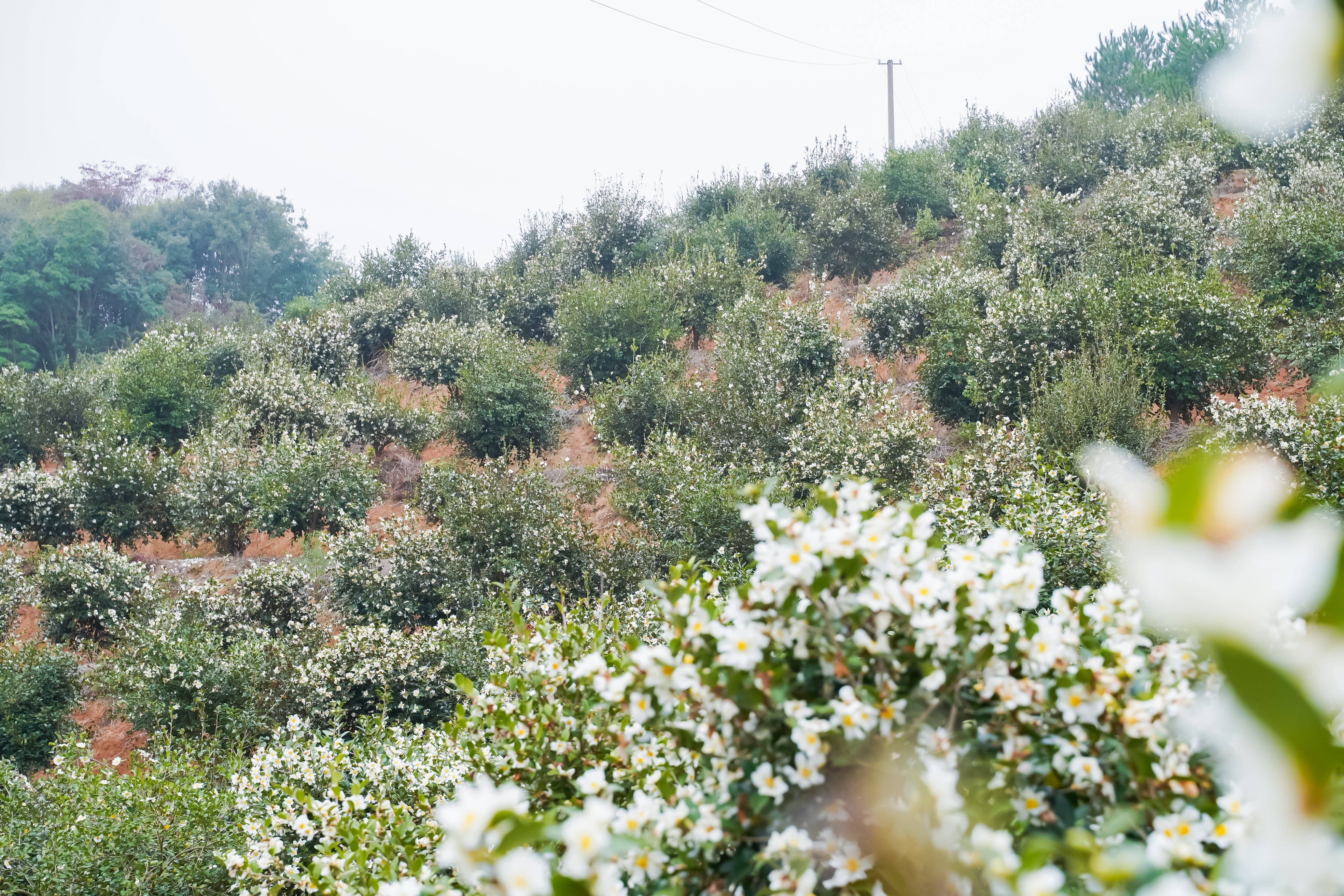 山茶油基地展示（三）