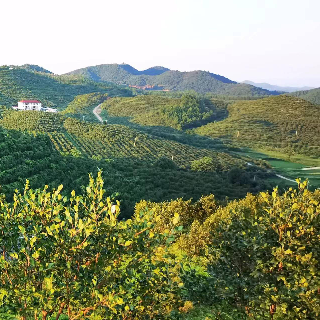 山茶油基地展示（一）