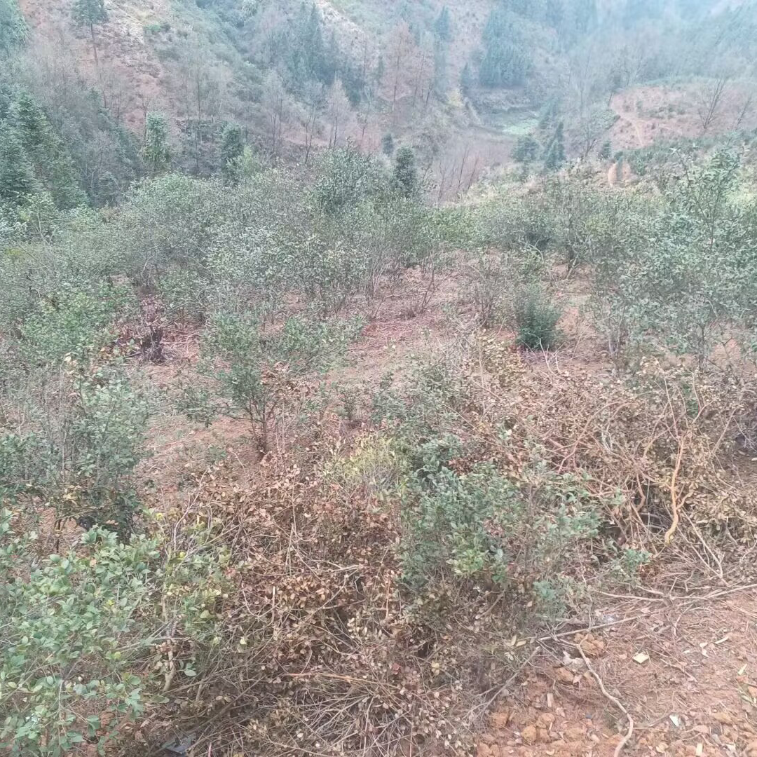 山茶油基地展示（二）