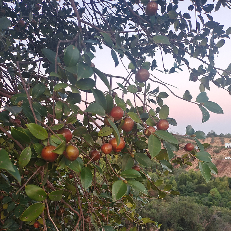 山茶油基地展示（四）